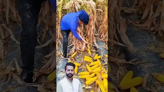 #shorts #agriculture #agritools #farming2024 #AdvanceAgriReactions