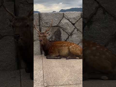 こちらの存在に気づいた鹿