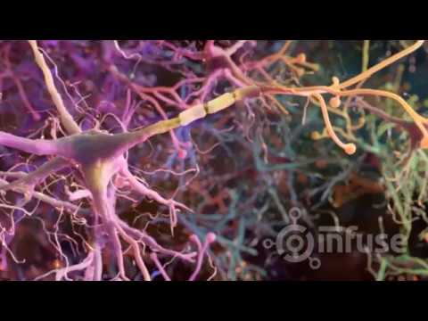 Brain Neural Network