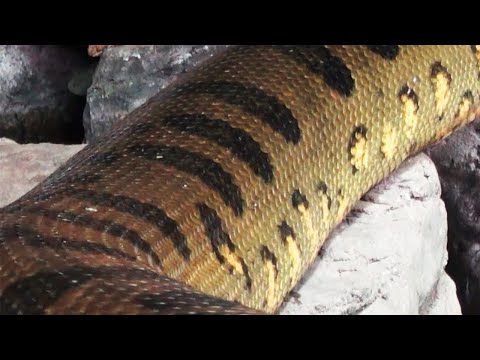GIANT SNAKE FOUND IN BRAZIL | DOCUMENTARY: WILD ANIMALS OF BRAZIL, NATURE, ANIMALS