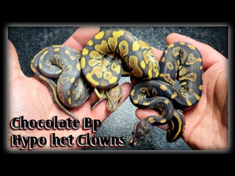 Chocolate Black Pastel Hypo het Clown Clutch || Baby Ball Python Update