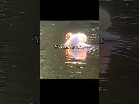 LOTUS AND SWAN 🦢 🪷~ #music #love #song #subscribe