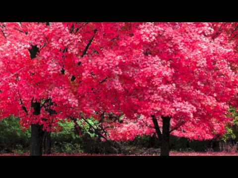 VeuveRAY - Pink Leaves