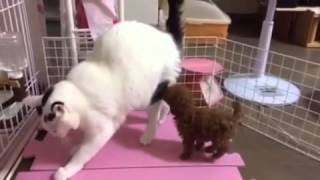 アノーラとコトニー