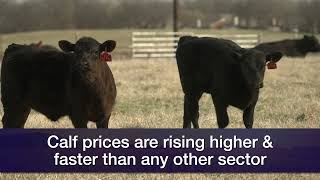 Livestock Marketing- March 9, 2024