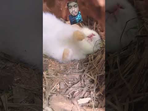 Tidurnya Kelinci #animals #rabbit #trending #viralvideo