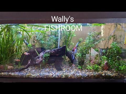 My home aquariums