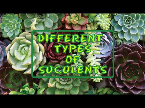 DIFFERENT TYPES OF SUCCULENTS | PART 1
