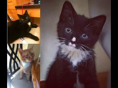 Cat Compilation (of my cats)