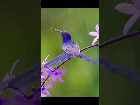 #birds #birdslover #music #bass