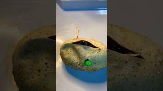 🐍What a great clutch!🧪 #molinarosnakelab #shorts #python #snakeeggs #eggcutting #ballpython #snake