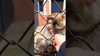 Monkey testing lollypop #babymonkey #monkeyaround #youtubeshorts #animal #monkey #cow #kudoanimal