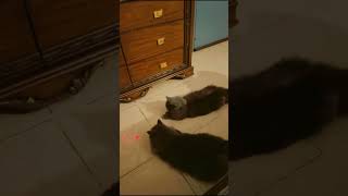 Cat vs. Laser Pointer! Funniest Chase Ever!  #funlearning #guessandlearn #childrensmusic  #cartoon