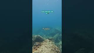 Underwater photography scuba dive! 🤿  #scubadiver #underwaterphotographytips #oceanconservation
