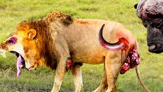 The Ultimate Lion Hunt: Heart-Pounding Moments in the Wild!