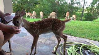 Dinner with Bambi the Whitetail Deer Fawn (day 31)#KitchenWindowWildlife   #KWW