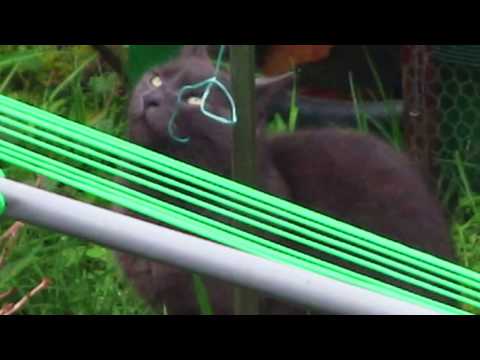 Cat Stalking Rat