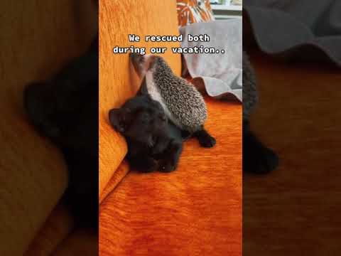 Cute hedgehog moments
