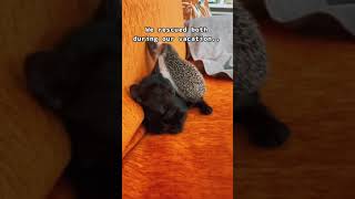Cute hedgehog moments