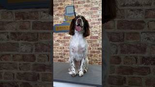 Doggy Daily Episode 241: Orlando the Springer Spaniel 🐾 #doggrooming #springerspaniel
