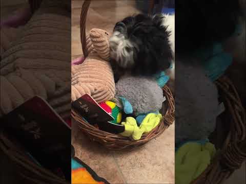 CED’s first Easter basket #shitzu #dogtoy #play #easterbaskets #shorts
