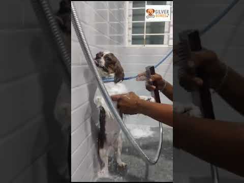 Shih Tzu #petgrooming #petlovers #petspa #petparadise #dog #doglover #mysuru #pets