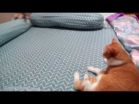 My cats being dumb.