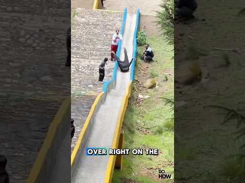 Which type of slide is safest
