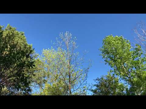 Sunny spring afternoon in Canada, with nature sounds! [Nature Ambience]