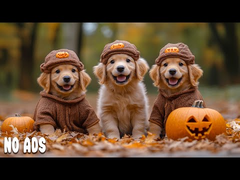 12 Hours of Dog TV for Dogs to Watch🐶Anti-Anxiety Video for Dogs Left Home Alone🌈Heal & Relax