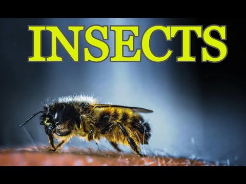 Incredible Insects! 🐞 Fun Facts About Bugs for Kids | InfoBitesKids