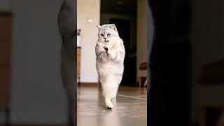 Love Incentive Program #CatDancing #ThisCat is a Spirit