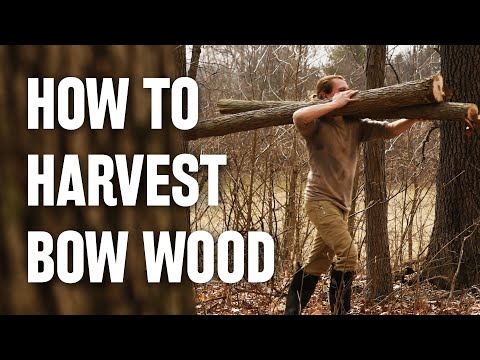Building A Wood Bow ~ Harvesting Bow Wood