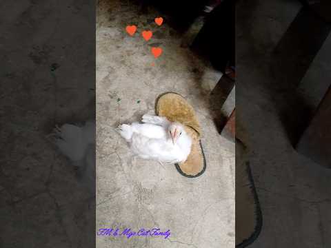 Look at the charms of Sweety 🐥😍🥰♥️ #chicken #shorts #funnyvideo