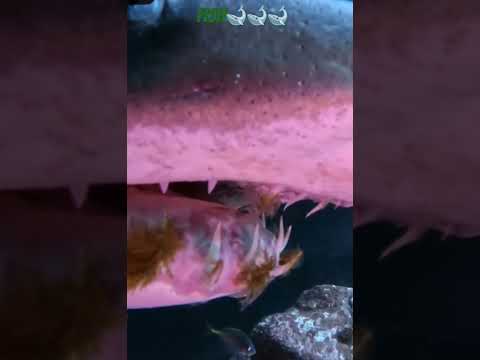 #Duniya Ke sabse Badi￼ fish#