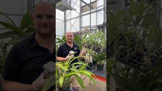 Preserving Beauty, Protecting Biodiversity 🌼 🌱 #Orchids