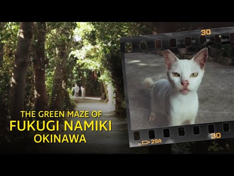 The Green Maze of Fukugi Namiki, Okinawa, Japan - 備瀬のフク木並木 沖縄 - DJI Pocket 2