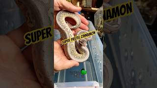 Super pastel cinnamon! #molinarosnakelab #ballpython #royalpython #python #ballpythons101 #shorts