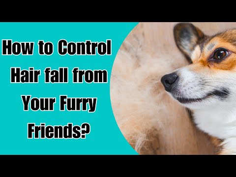 How to Control Hairfall from Your Furry Friends? Best Tips from #petscareapp Doctor