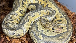 BALL PYTHON BREEDING SEASON IS IN FULL SWING
