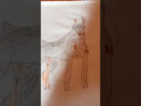 Doberman dog drawing