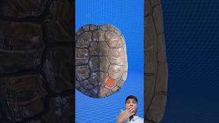 कछुए के खोल इतने मजबुत होते हैं 😱 #facts #3dartist #3dart #3dmodeling #blender3d #3dtextures #shorts