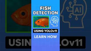 Fish Detection with YOLOv11 in 60 Seconds! #YOLOv11 #ObjectDetection #MachineLearning #ai