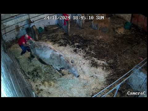 Calfing Jack -  new calf birth