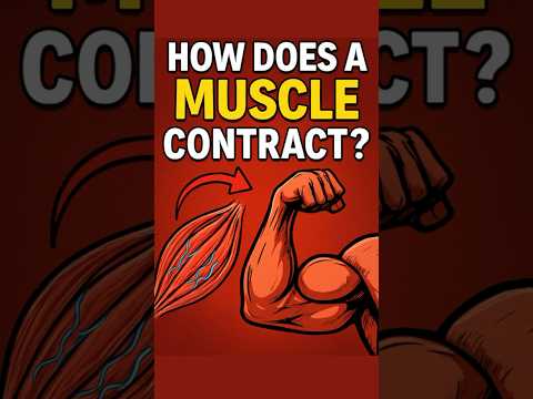 How Does a Muscle Contract #physiology #science #myosin #actin #muscle #study