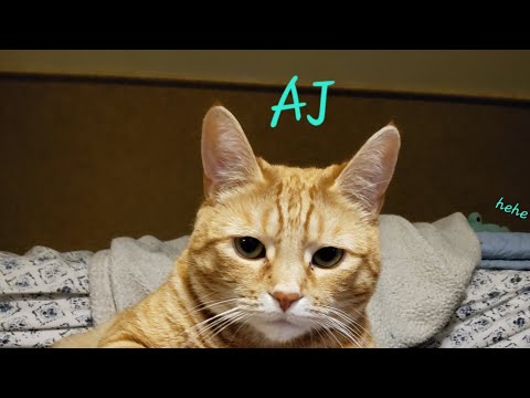 The Cat AJ