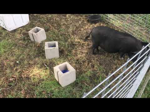 Pig on odor in three days