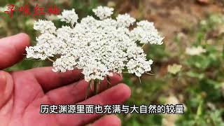 这种花开似云朵的植物就是蛇床子，又叫野胡萝卜，你认识吗？