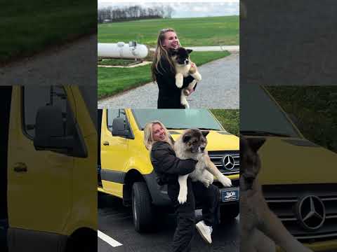 Craziest coincidence of my life! #vanlife #vanbuild #dog