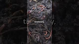 MicroBiome: Community of the soil! #MicroBiome #Life #RevoScience